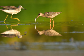 Juvenile spotted redshank (Tringa erythropus)