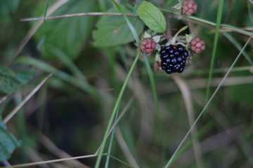 Blackberry in the grass