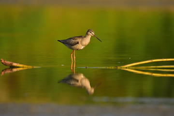 Juvenile spotted redshank (Tringa erythropus)