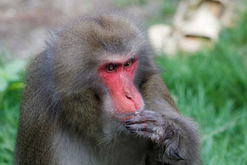 Macaque japonais en gros plan