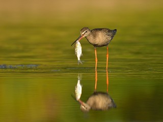 Juvenile spotted redshank (Tringa erythropus)