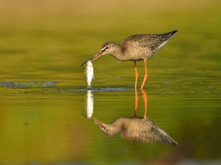 Juvenile spotted redshank (Tringa erythropus)