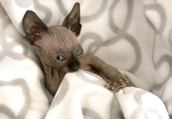 kitten, bald cat, hairless Canadian Sphynx, brown, grey, Siamese color plaid bites