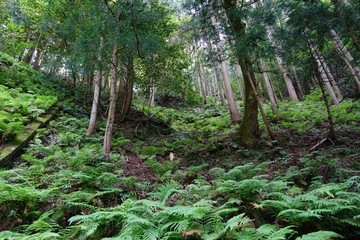 Fototapeta premium izumo forest