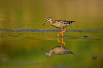 Juvenile spotted redshank (Tringa erythropus)