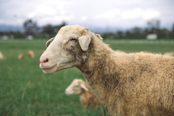 Closeup image of sheep in green grass field at countryside farm
