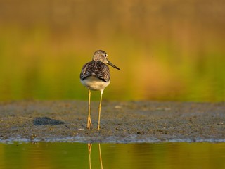 Hunting common greenshank (Tringa nebularia)