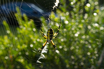 Large Orb Weaving Spider, Yellow And Black Garden Spider