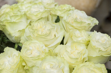 bouquet of white roses, flowers, petals, white flowers