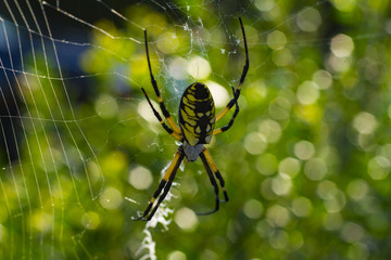 Large Orb Weaving Spider, Yellow And Black Garden Spider