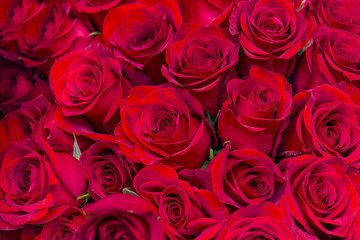 many flowers, a bouquet of red roses, red petals, flower buds