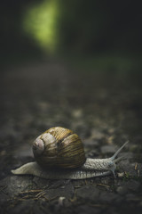 Schnecke im Wald