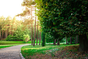 Naklejka premium Alley in the park