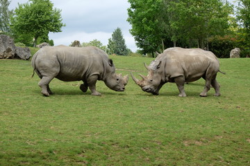 Fototapeta premium Rhino 2