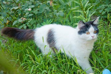 Nice adult white and black domestic cat in the grass
