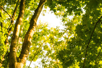 Green summer background