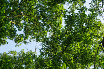 Treetop, canopy of the tree