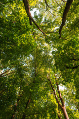 Treetop, canopy of the tree