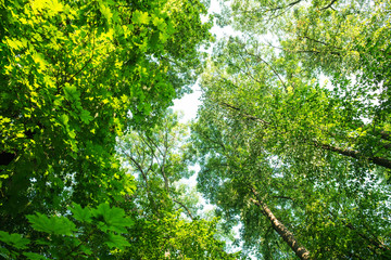 Treetop, canopy of the tree