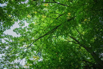 Treetop, canopy of the tree