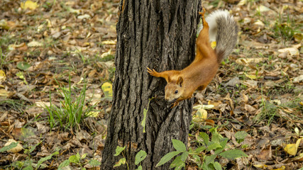 Red squirrel prepares to jump from the tree trunk.