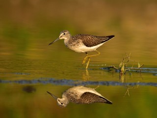 Hunting common greenshank (Tringa nebularia)