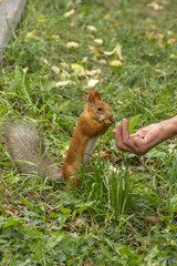 Red squirrel eats nuts from a person's hands.