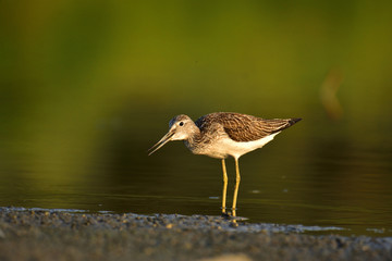 Hunting common greenshank (Tringa nebularia)