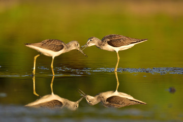 Hunting common greenshank (Tringa nebularia)