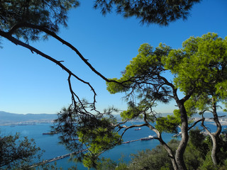 Pine trees against scenic blue seascape of Gibraltar gulf with ships
