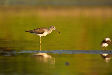 Hunting common greenshank (Tringa nebularia)