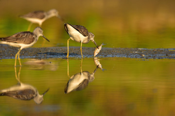 Hunting common greenshank (Tringa nebularia)