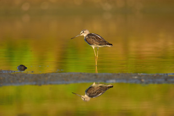 Hunting common greenshank (Tringa nebularia)