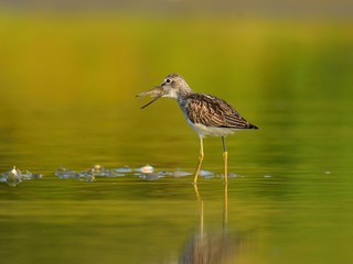 Hunting common greenshank (Tringa nebularia)