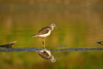 Hunting common greenshank (Tringa nebularia)