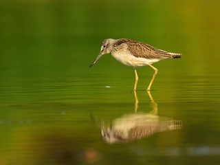 Hunting common greenshank (Tringa nebularia)