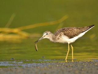 Hunting common greenshank (Tringa nebularia)