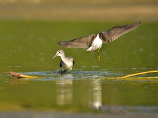 Hunting common greenshank (Tringa nebularia)