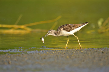 Hunting common greenshank (Tringa nebularia)