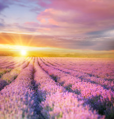 Fototapeta na wymiar Sunset sky over a violet lavender field in Provence, France. Lavender bushes landscape on evening light.