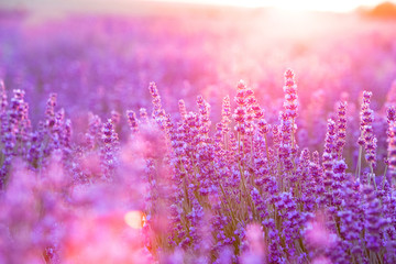 Violet bushes closeup on sunset. Lavender for decoration design. Sunset gleam over purple flowers of lavender. Provence region of france.