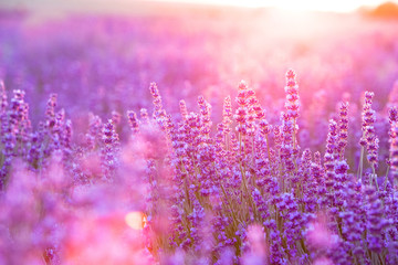 Violet bushes closeup on sunset. Lavender for decoration design. Sunset gleam over purple flowers...