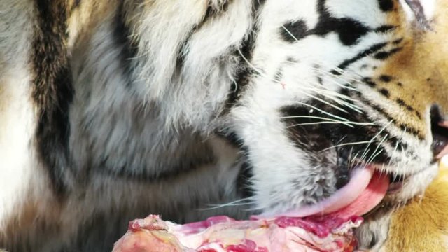 tiger is chewing, close-ups