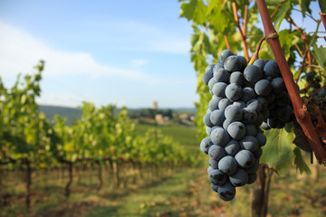 Harvest in Chianti vineyard landscape with red wine grapes and characteristic abbey in the...