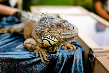 Male Green Iguana as a pet, sitting on the table