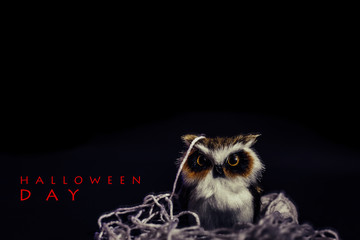 Fototapeta premium Halloween Day, The Owl on black background, the orange Pumpkin paper, Halloween concepts, Happy Halloween Days, Copy space.