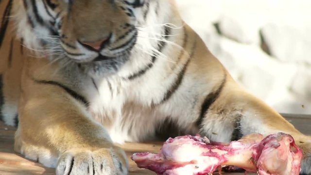 tiger eats, close-up, slow motion
