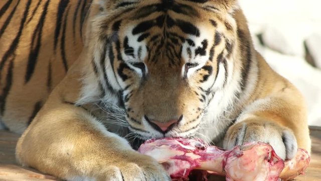 tiger licking meat, close-up, slow motion

