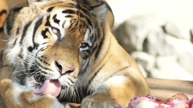 tiger licking paw, slow motion