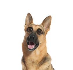 Cute German shepherd dog on white background. Lovely pet